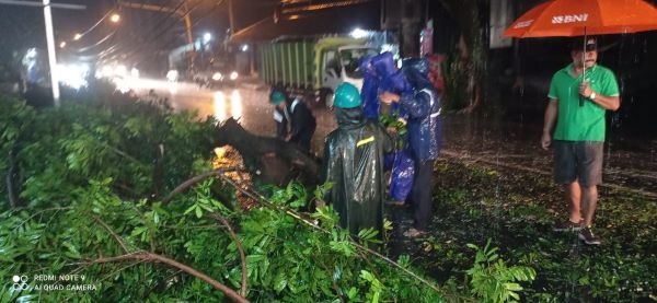 podiumnews.com-Hujan Deras, Banyak Pohon Tumbang di Sembung